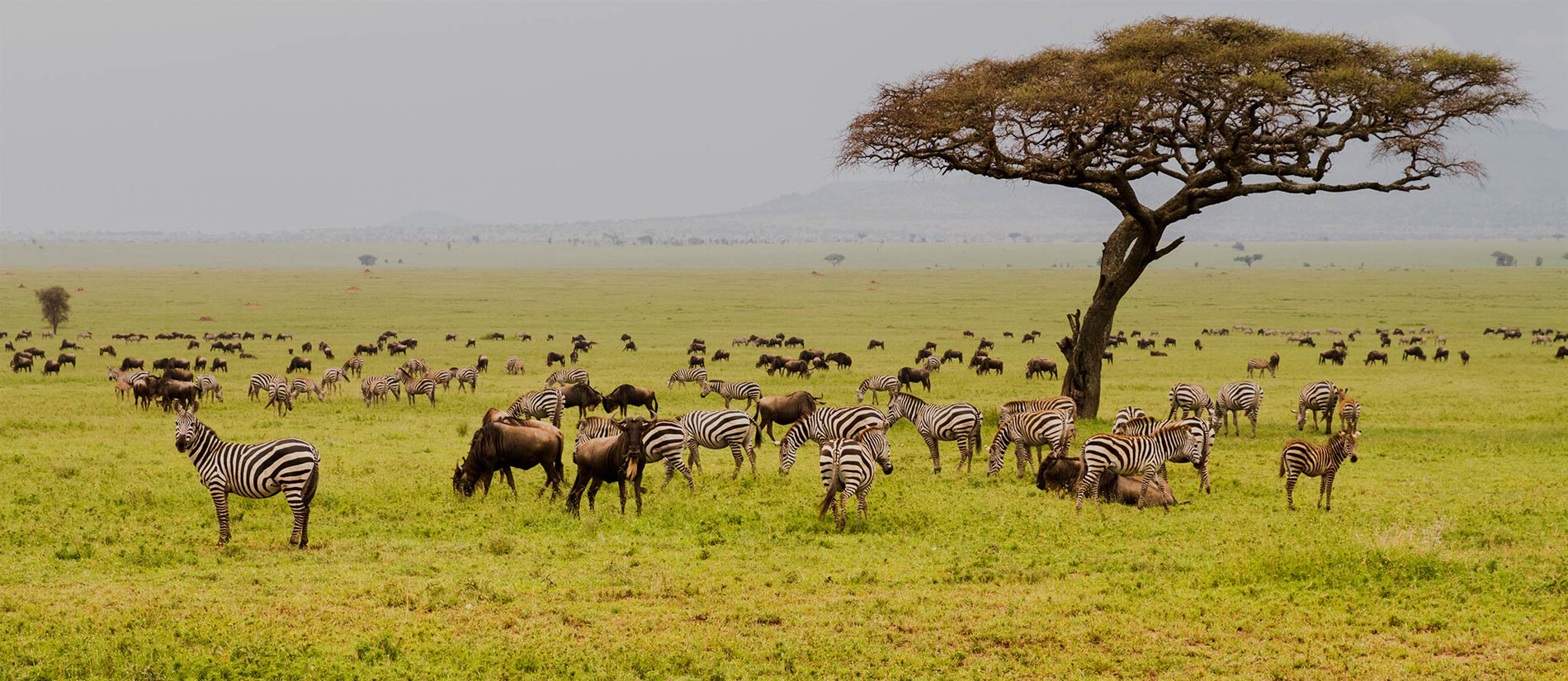Safari în Serengeti – Aventura Supremă din Tanzania